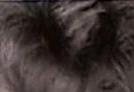 images/gl-closeup1x2.jpg