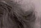 images/gl-closeup1x3.jpg
