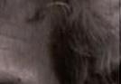 images/gl-closeup2x3.jpg