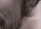 images/gl-closeup4x3.jpg