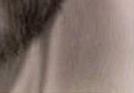 images/gl-closeup5x3.jpg